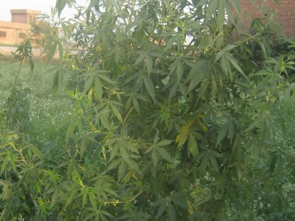 Cannabis flower plant, now a controlled herb under Thailand's medical-only cannabis rules