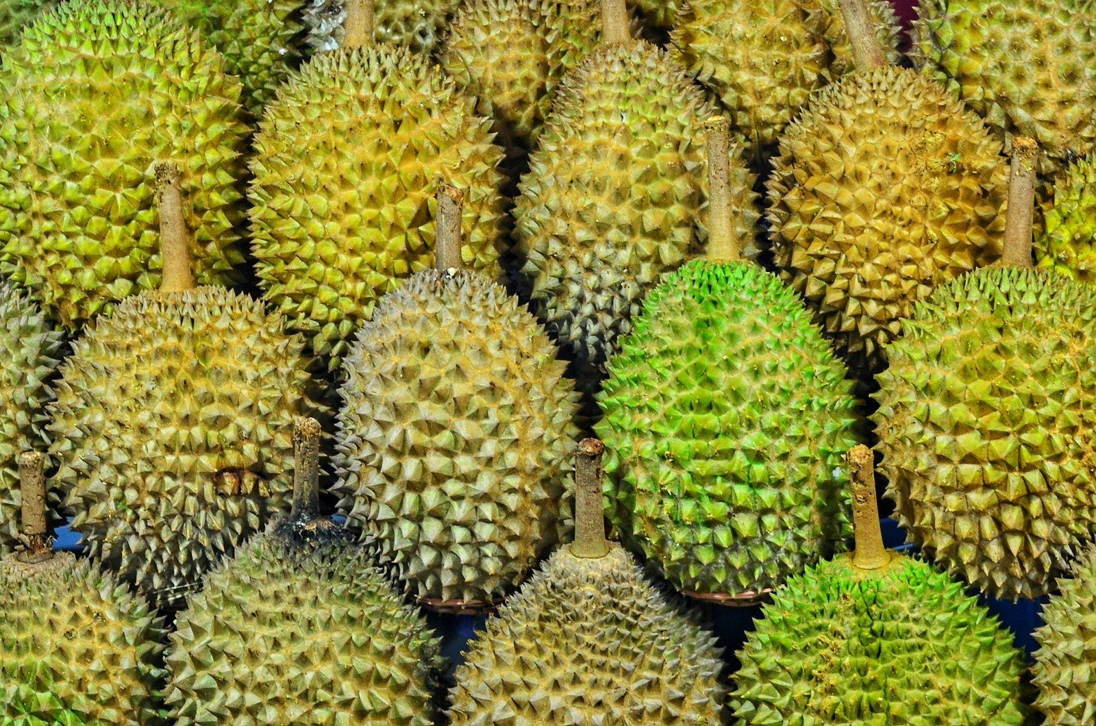 A whole durian fruit, famous as the world's most pungent fruit