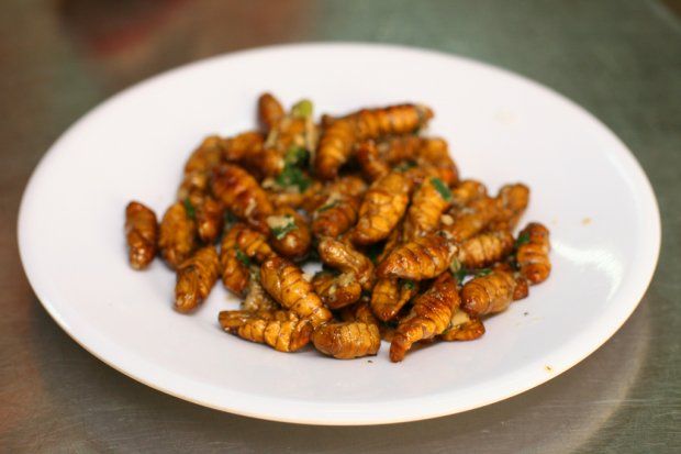 A white plate of fried silkworms seasoned with herbs, a Thai street snack