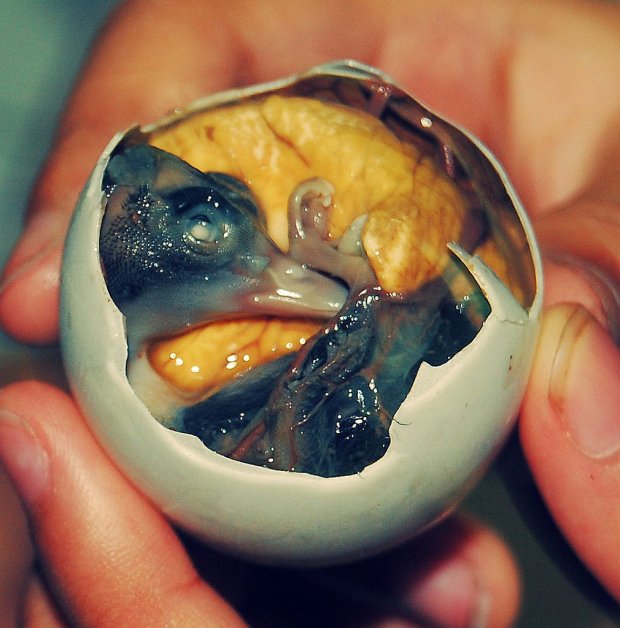 A fertilised duck egg (balut) opened to show the partly formed embryo, a Southeast Asian delicacy