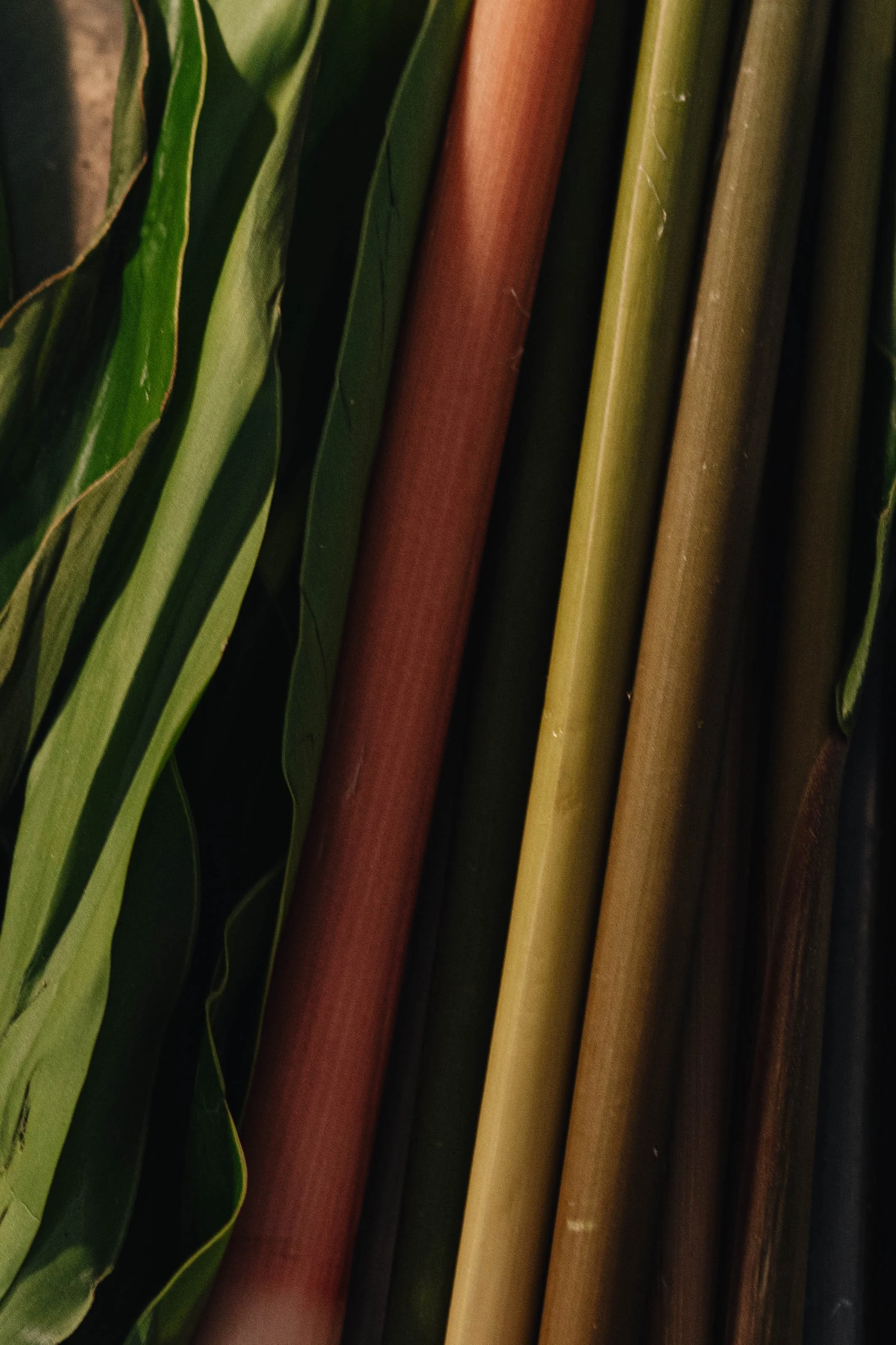 Close-up of fresh colourful vegetable stalks and green leaves used at Royd, a Southern Thai restaurant in Phuket Old Town, Phuket.